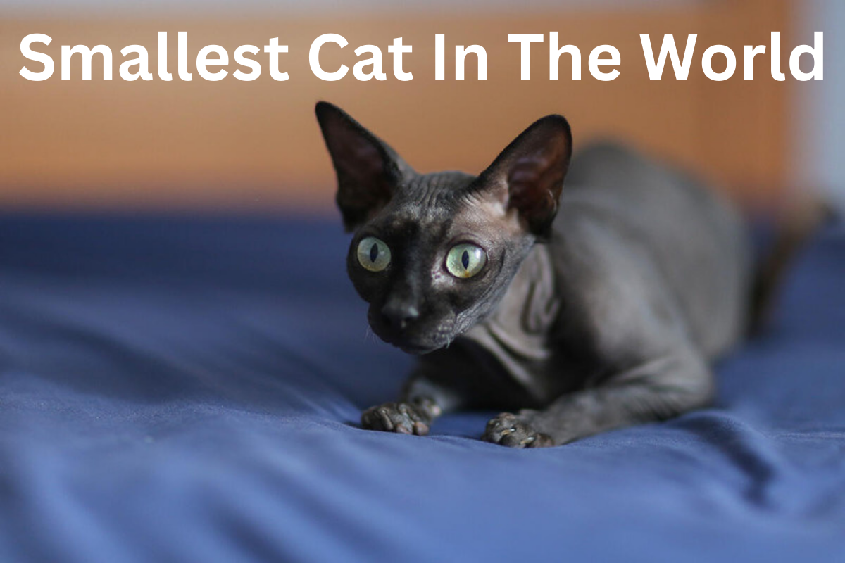 10 Smallest Cat Breeds In The World - Petswander