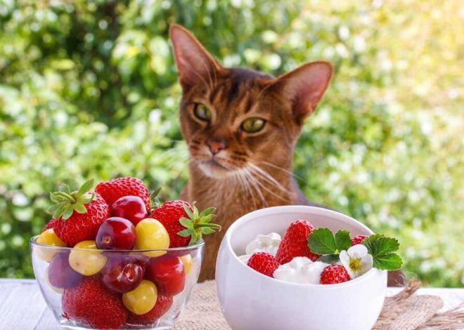 Can Cats Eat Strawberries? Everything You Should Know