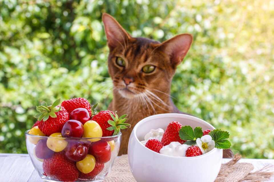 Can Cats Eat Strawberries? Everything You Should Know