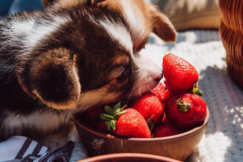 Can dogs eat strawberries?