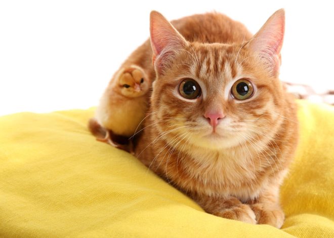 Top 12 Yellow Cat Breeds You Should Know About