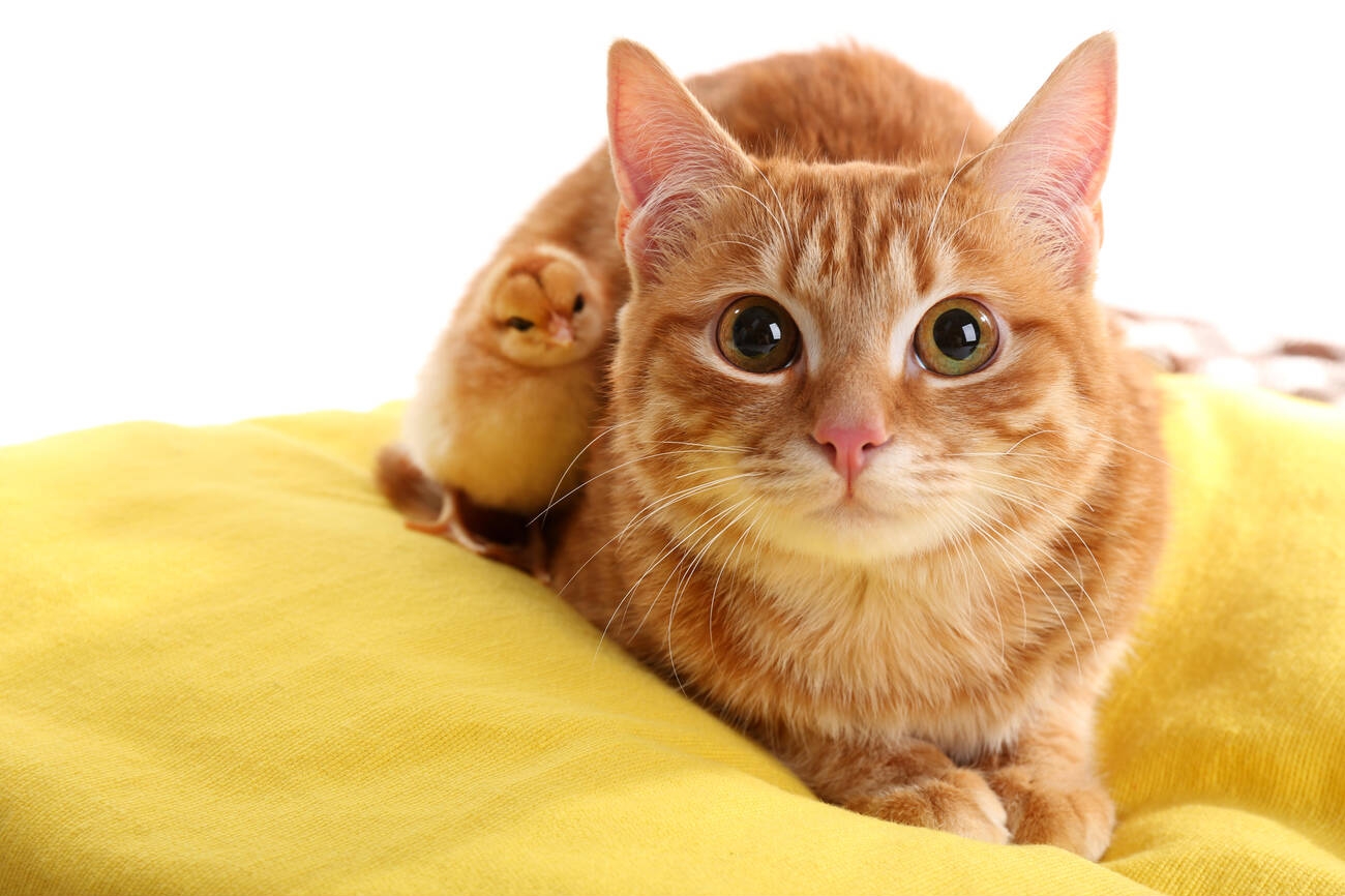 Top 12 Yellow Cat Breeds You Should Know About