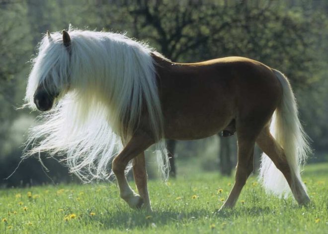 World’s Top 10 Most Expensive Horse Breeds