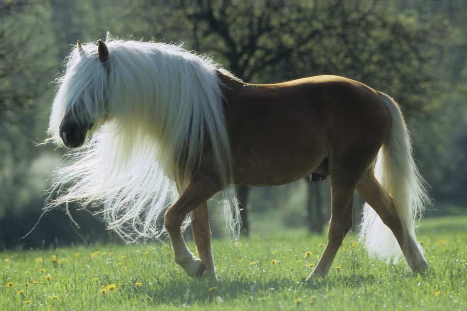 World’s Top 10 Most Expensive Horse Breeds