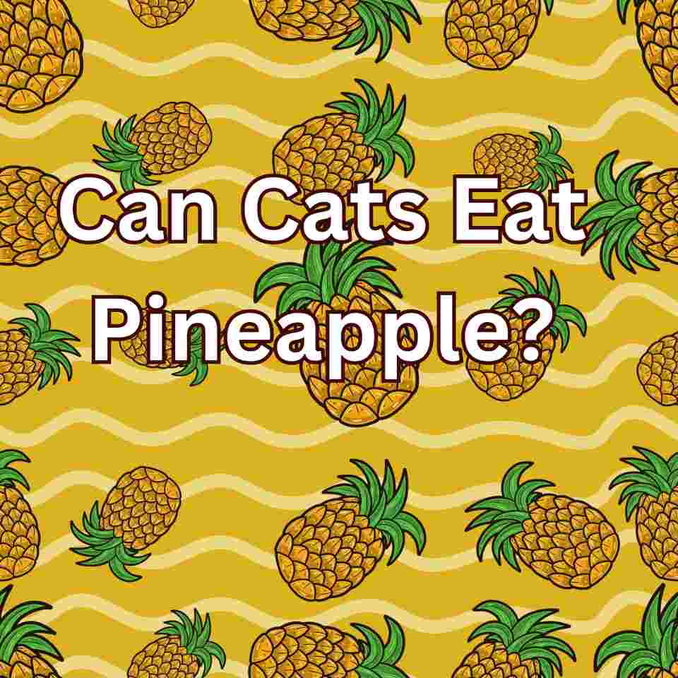 Can Cats Eat Pineapple? A Complete Overview