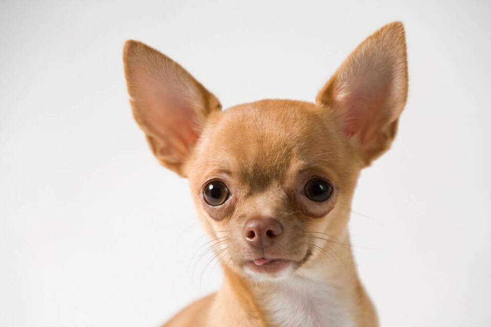 Chihuahua