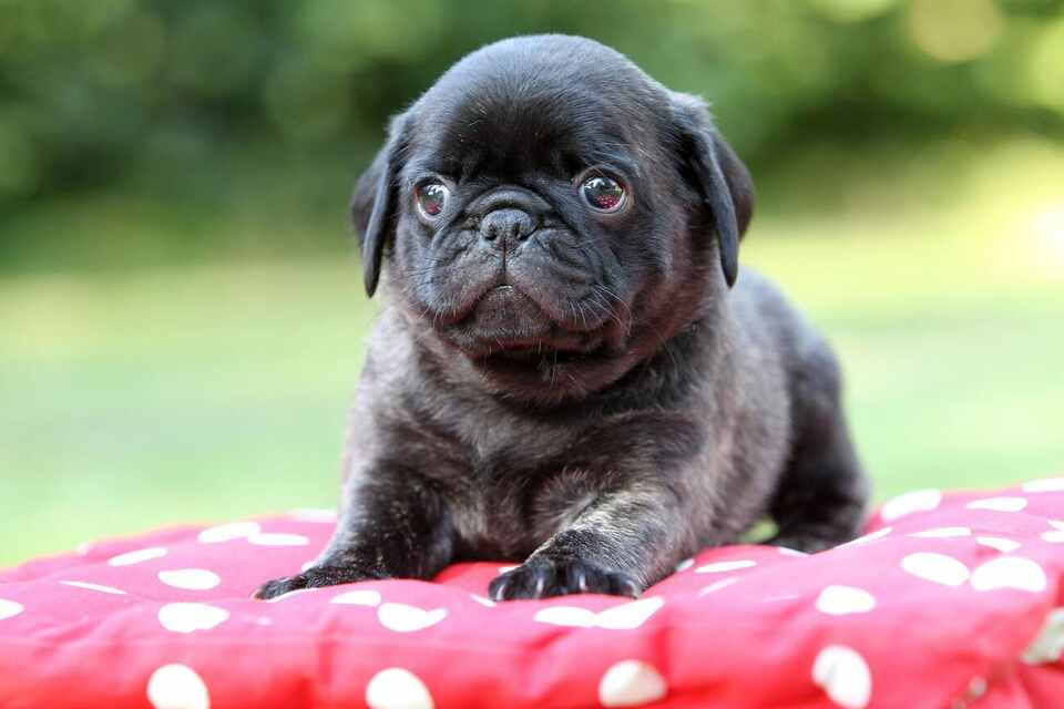 Pug