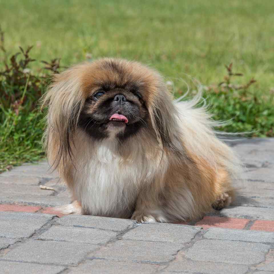 Sleeve Pekingese