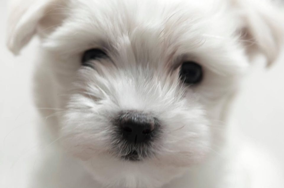 Teacup Maltese