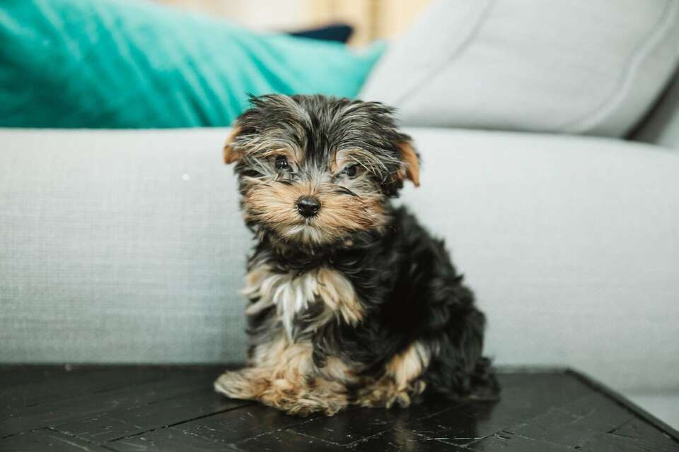 Teacup Yorkie